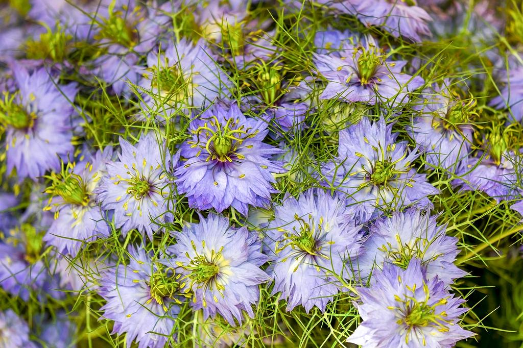 Produse naturale pentru îngrijirea pielii